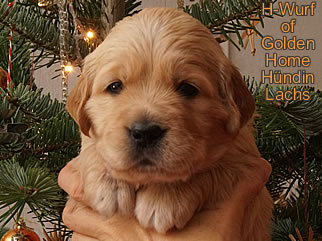 Golden Retriever Welpen of Golden Home G-Wurf/Woche4