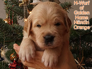 Golden Retriever Welpen of Golden Home H-Wurf/Woche4