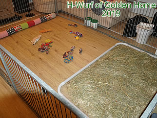 Golden Retriever Welpen of Golden Home H-Wurf/Woche5