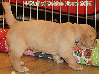 Golden Retriever Welpen of Golden Home H-Wurf/Woche5