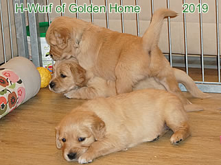 Golden Retriever Welpen of Golden Home H-Wurf/Woch5