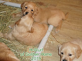 Golden Retriever Welpen of Golden Home H-Wurf/Woche5