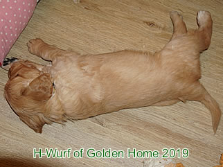 Golden Retriever Welpen of Golden Home H-Wurf/Woch5