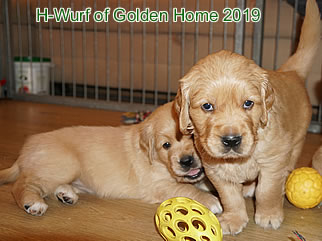 Golden Retriever Welpen of Golden Home H-Wurf/Woch5