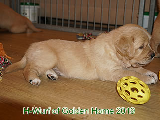 Golden Retriever Welpen of Golden Home H-Wurf/Woche5