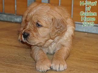 Golden Retriever Welpen of Golden Home H-Wurf/Woche5
