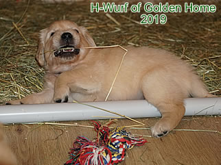 Golden Retriever Welpen of Golden Home H-Wurf/Woche5