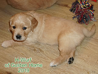 Golden Retriever Welpen of Golden Home H-Wurf/Woche5