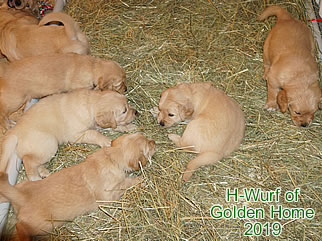 Golden Retriever Welpen of Golden Home G-Wurf/Woche5