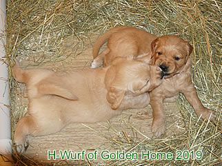 Golden Retriever Welpen of Golden Home H-Wurf/Woche5
