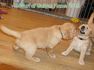 Golden Retriever Welpen of Golden Home H-Wurf/Woche5
