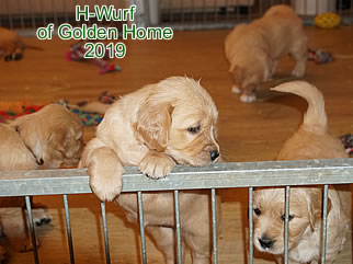 Golden Retriever Welpen of Golden Home G-Wurf/Woche5