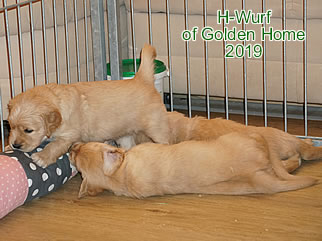 Golden Retriever Welpen of Golden Home H-Wurf/Woche5