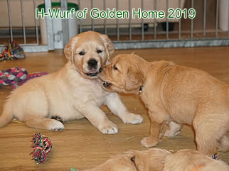Golden Retriever Welpen of Golden Home H-Wurf/Woche5