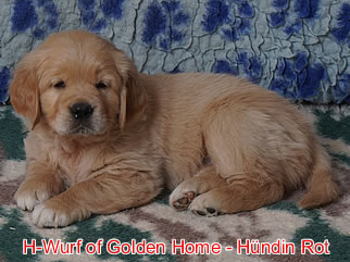 Golden Retriever Welpen of Golden Home H-Wurf/Woche6