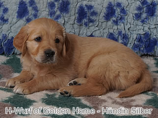 Golden Retriever Welpen of Golden Home H-Wurf/Woche6
