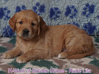 Golden Retriever Welpen of Golden Home H-Wurf/Woch6