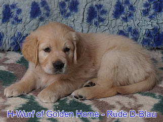 Golden Retriever Welpen of Golden Home H-Wurf/Woche6