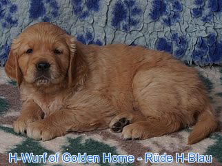 Golden Retriever Welpen of Golden Home H-Wurf/Woche6