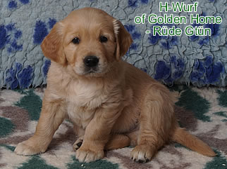 Golden Retriever Welpen of Golden Home H-Wurf/Woche6