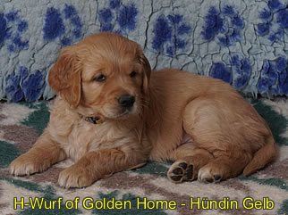 Golden Retriever Welpen of Golden Home H-Wurf/Woche6