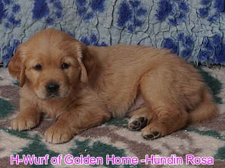 Golden Retriever Welpen of Golden Home H-Wurf/Woche6