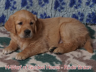 Golden Retriever Welpen of Golden Home H-Wurf/Woche6