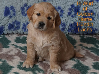 Golden Retriever Welpen of Golden Home G-Wurf/Woche6