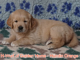Golden Retriever Welpen of Golden Home H-Wurf/Woche6