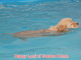 Golden Retriever Welpen of Golden Home H-Wurf/Woche7