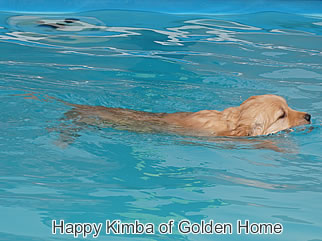 Golden Retriever Welpen of Golden Home H-Wurf/Woche7