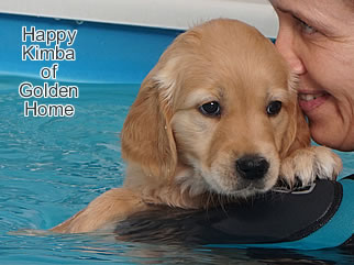 Golden Retriever Welpen of Golden Home H-Wurf/Woche7