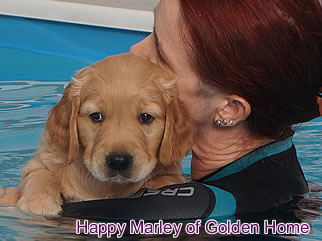 Golden Retriever Welpen of Golden Home H-Wurf/Woche7
