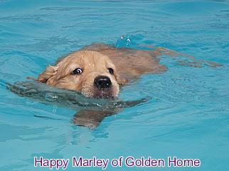 Golden Retriever Welpen of Golden Home H-Wurf/Woche7