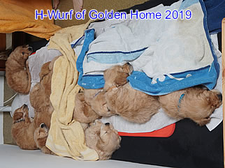 Golden Retriever Welpen of Golden Home H-Wurf/Woche7