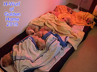Golden Retriever Welpen of Golden Home H-Wurf/Woche7
