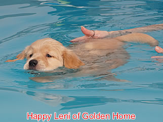 Golden Retriever Welpen of Golden Home H-Wurf/Woche7