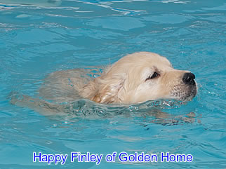 Golden Retriever Welpen of Golden Home H-Wurf/Woche7