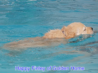 Golden Retriever Welpen of Golden Home H-Wurf/Woche7