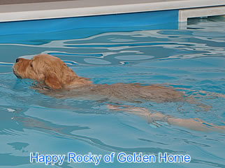 Golden Retriever Welpen of Golden Home H-Wurf/Woche7
