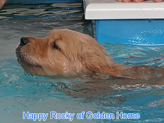 Golden Retriever Welpen of Golden Home H-Wurf/Woche7