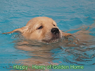 Golden Retriever Welpen of Golden Home H-Wurf/Woche7