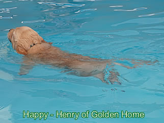 Golden Retriever Welpen of Golden Home H-Wurf/Woch7