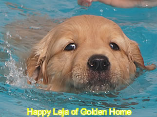 Golden Retriever Welpen of Golden Home H-Wurf/Woche7