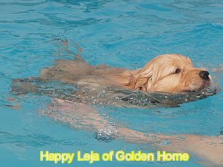 Golden Retriever Welpen of Golden Home H-Wurf/Woche7