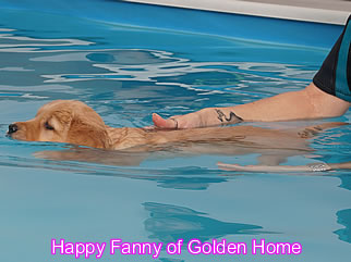 Golden Retriever Welpen of Golden Home H-Wurf/Woche7