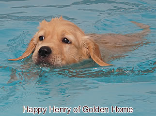 Golden Retriever Welpen of Golden Home H-Wurf/Woche7