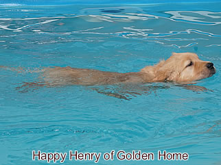 Golden Retriever Welpen of Golden Home H-Wurf/Woche7