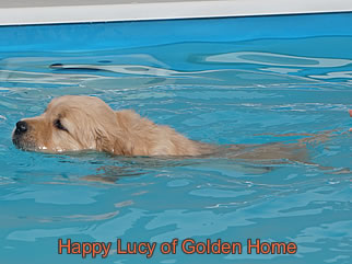Golden Retriever Welpen of Golden Home H-Wurf/Woche7