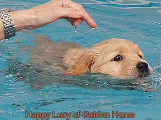Golden Retriever Welpen of Golden Home H-Wurf/Woche7